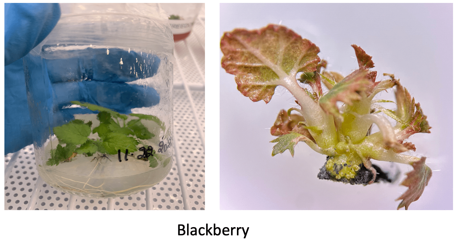 In vitro micropropagation of Blackberries