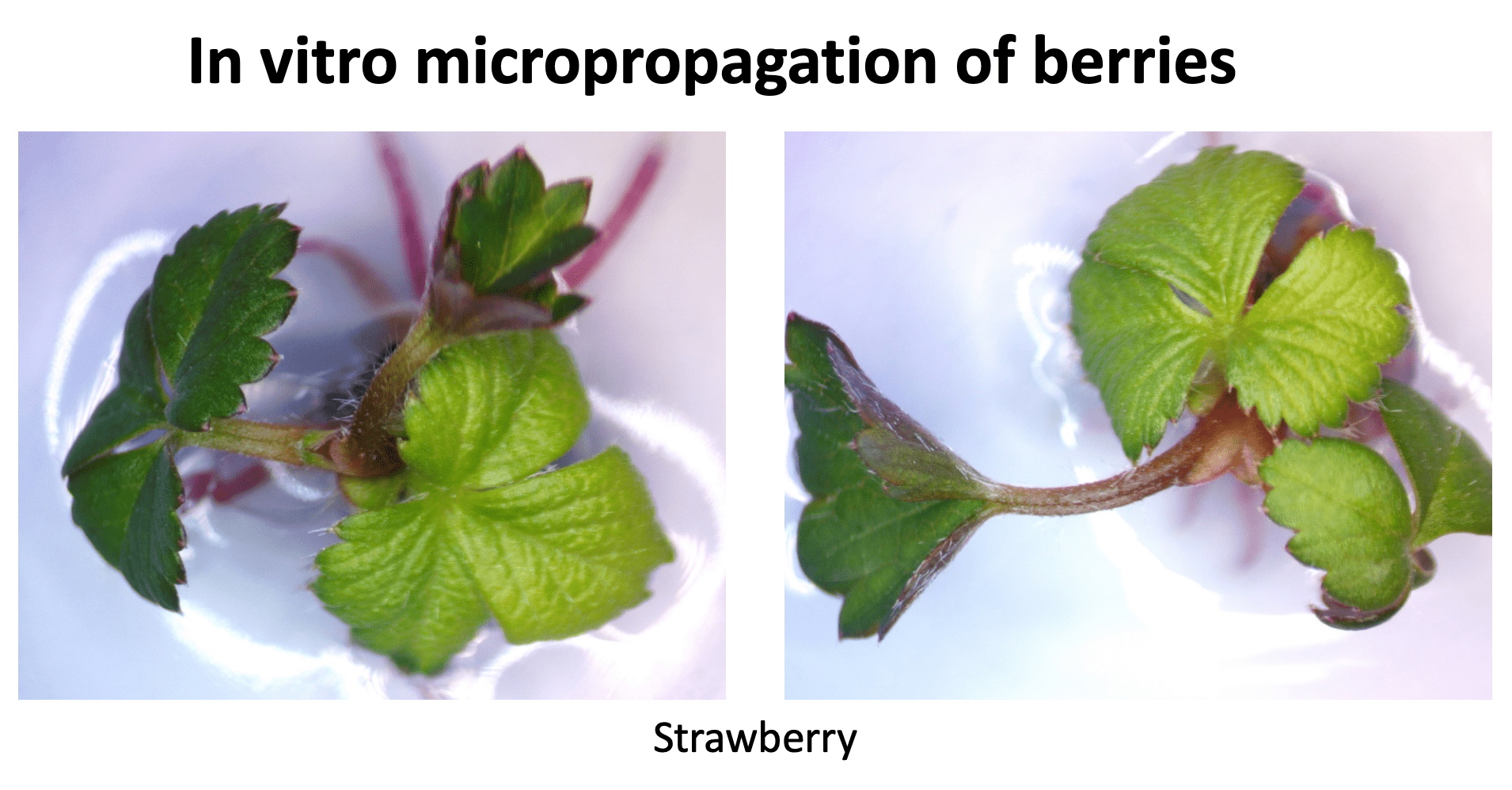 In vitro micropropagation of Strawberries
