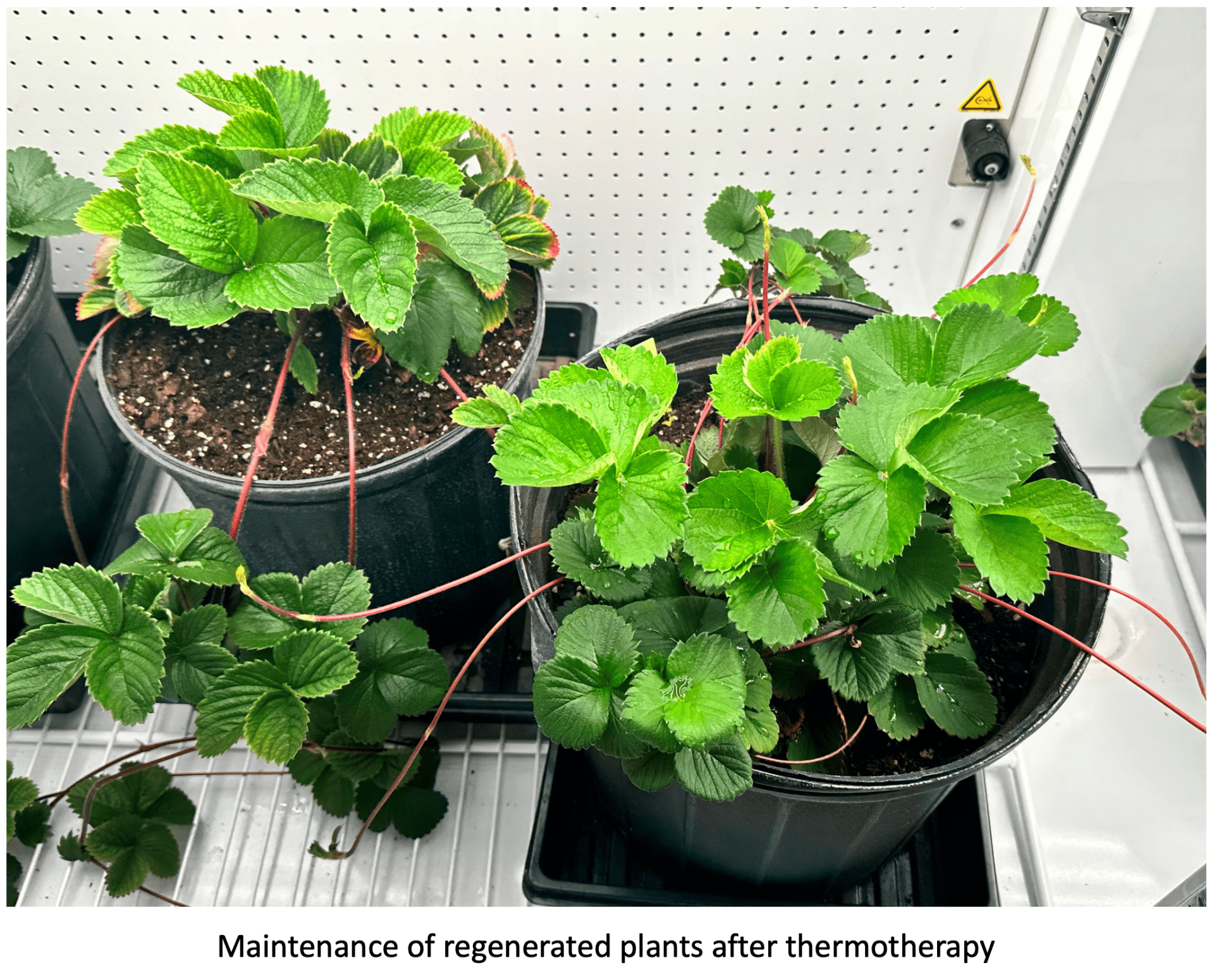 Maintenance of regenerated plants after thermotherapy