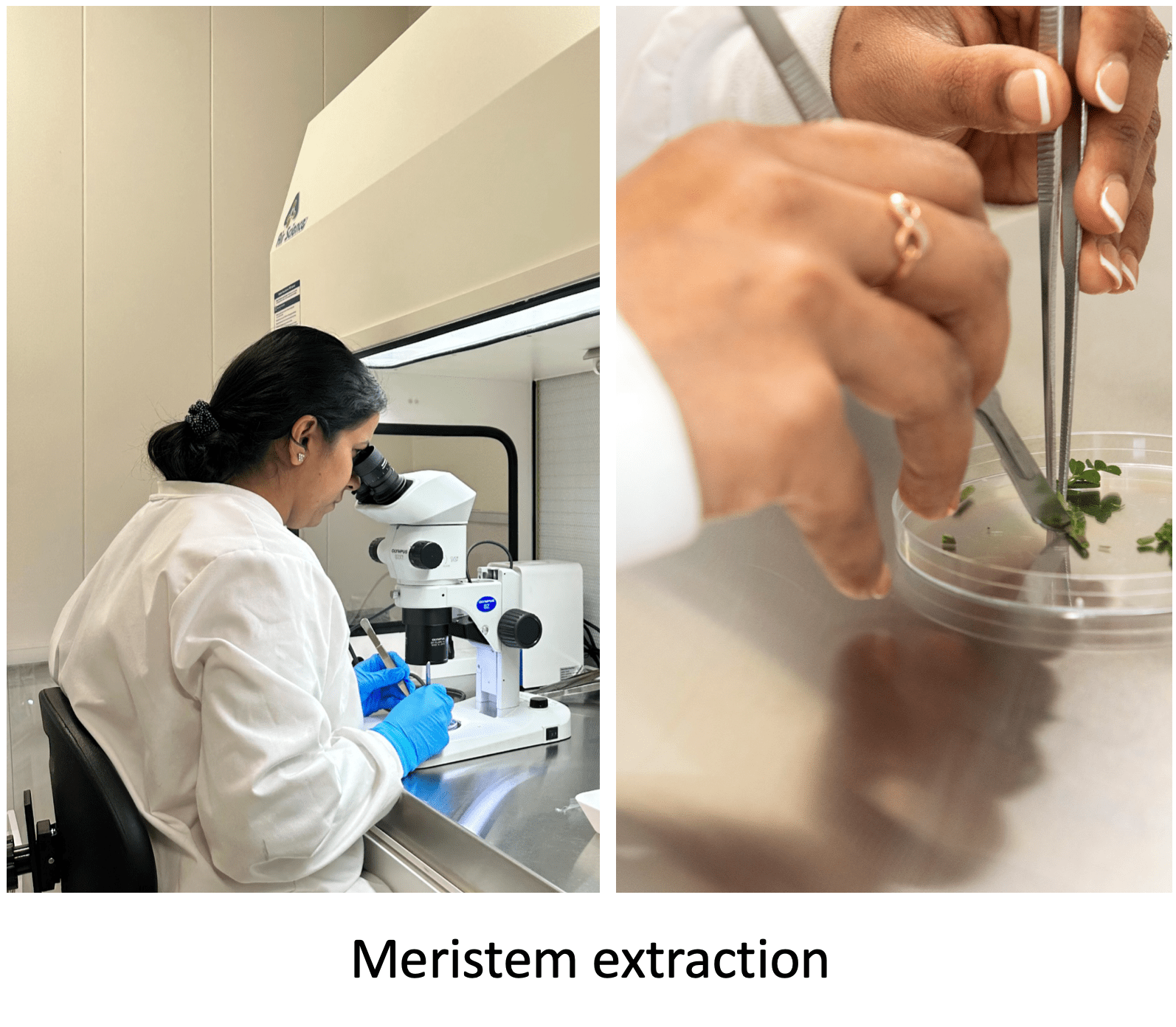 Meristem Extraction