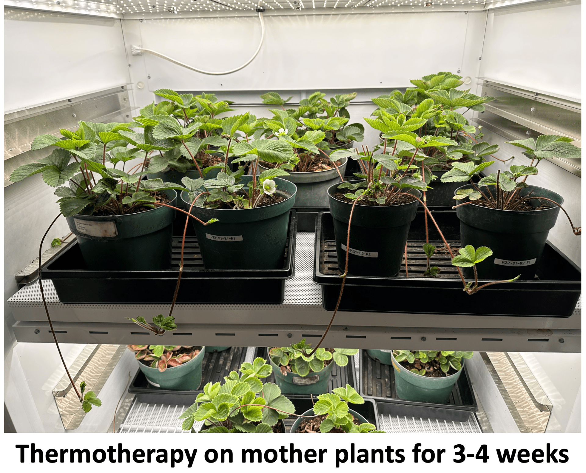 Thermotherapy on mother plants for 3-4 weeks